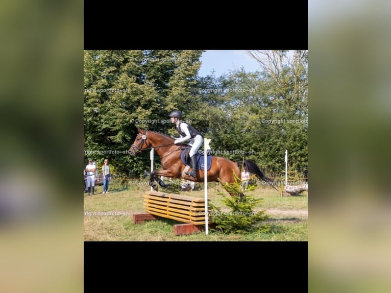Trakehner Wallach 6 Jahre 163 cm Brauner in Neum&#xFC;nster