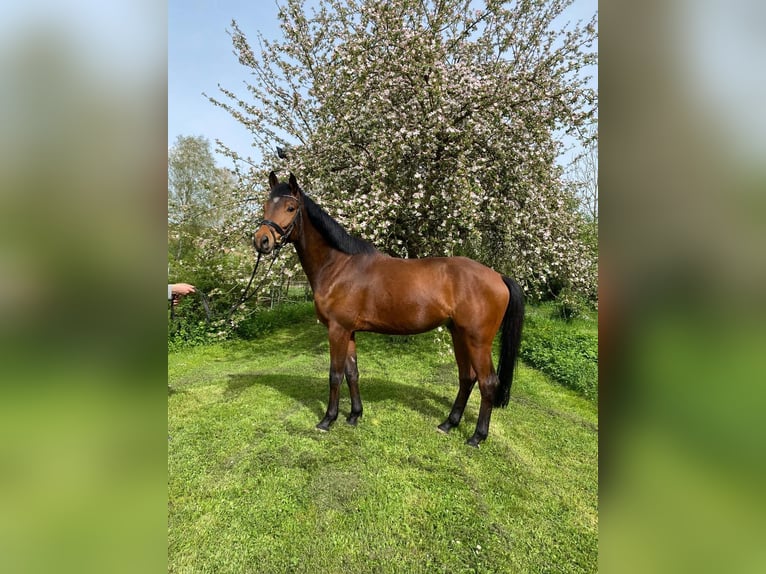 Trakehner Wallach 6 Jahre 163 cm Brauner in Neum&#xFC;nster