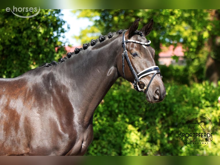 Trakehner Wallach 6 Jahre 164 cm Rappe in Ennigerloh