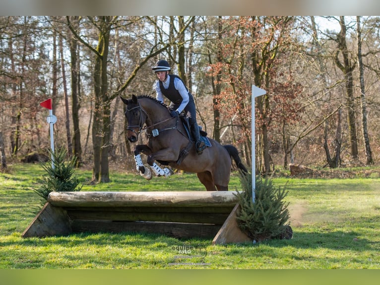 Trakehner Wallach 6 Jahre 165 cm Dunkelbrauner in Aichach
