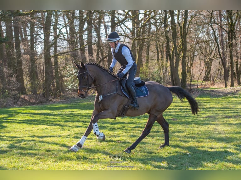 Trakehner Wallach 6 Jahre 165 cm Dunkelbrauner in Aichach