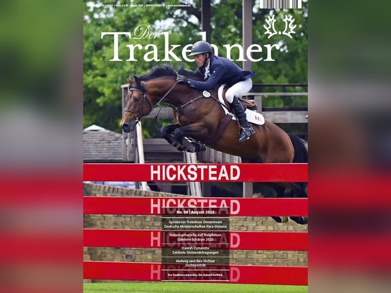 Trakehner Wallach 6 Jahre 165 cm Dunkelbrauner in Mertingen