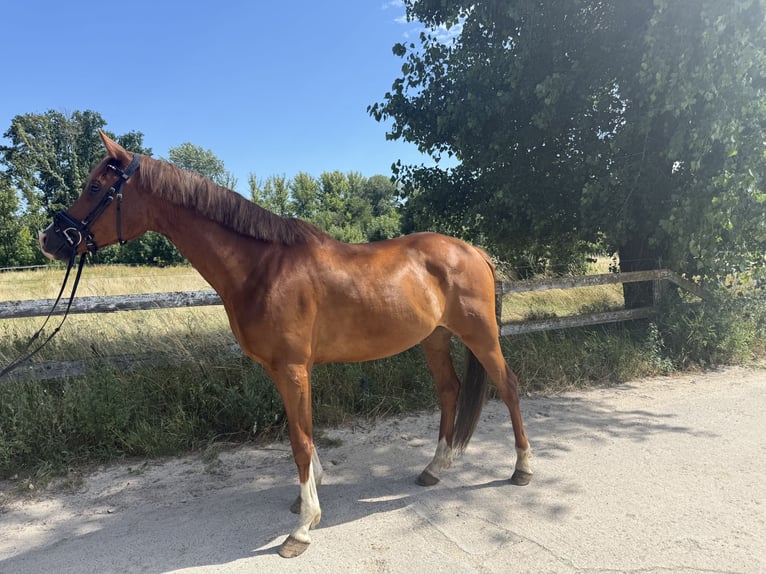 Trakehner Wallach 6 Jahre 166 cm Fuchs in Neuenhagen bei Berlin