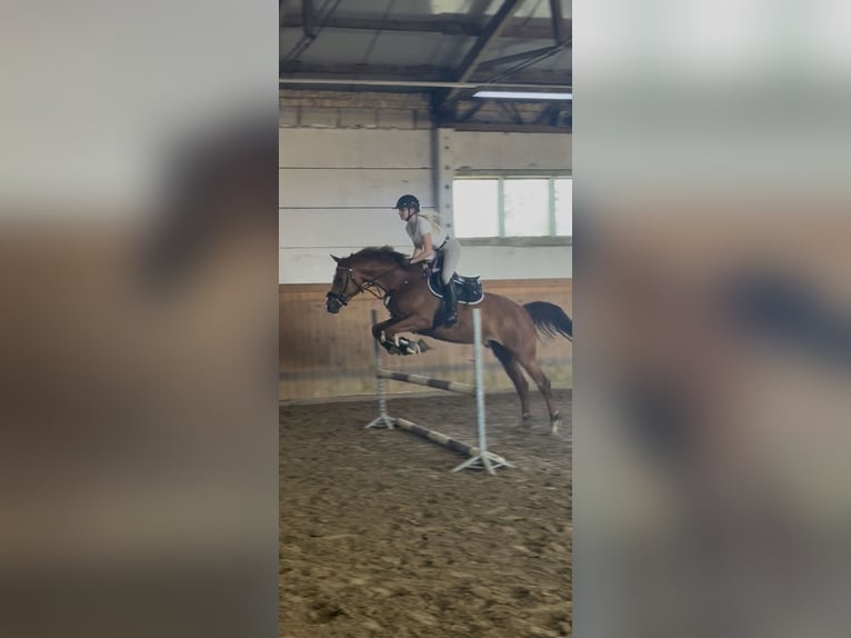 Trakehner Wallach 6 Jahre 166 cm Fuchs in Neuenhagen bei Berlin
