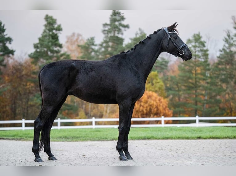 Trakehner Wallach 6 Jahre 166 cm Schwarzbrauner in Bar&#x142;omino