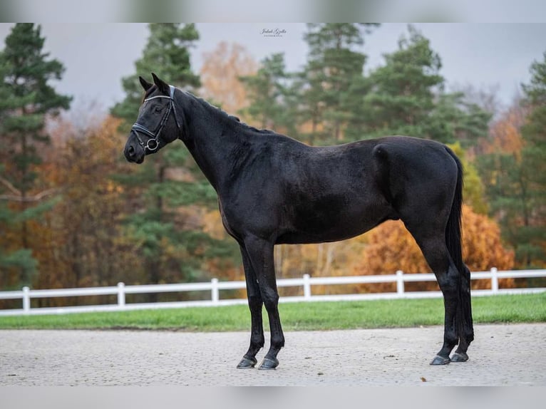 Trakehner Wallach 6 Jahre 166 cm Schwarzbrauner in Bar&#x142;omino