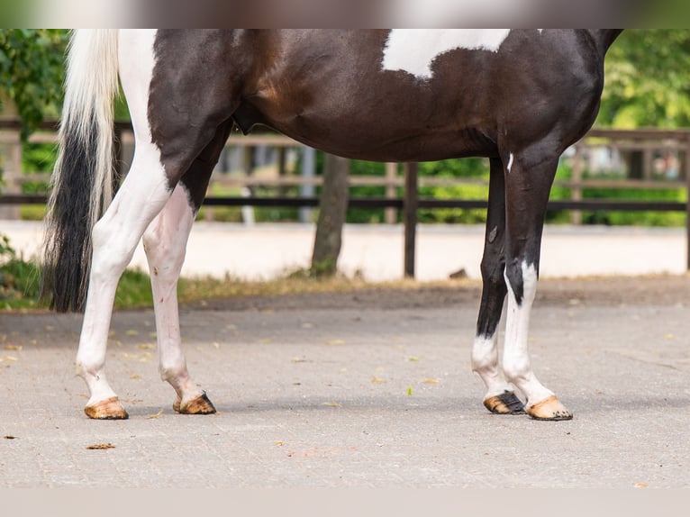 Trakehner Wallach 6 Jahre 166 cm  in Kaulille