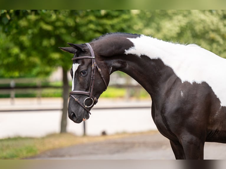 Trakehner Wallach 6 Jahre 166 cm  in Kaulille