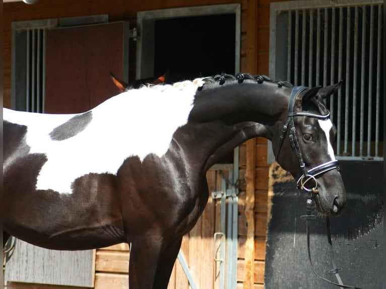 Trakehner Wallach 6 Jahre 166 cm  in Kaulille