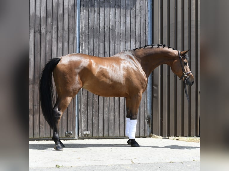 Trakehner Wallach 6 Jahre 167 cm Brauner in Geilenkirchen