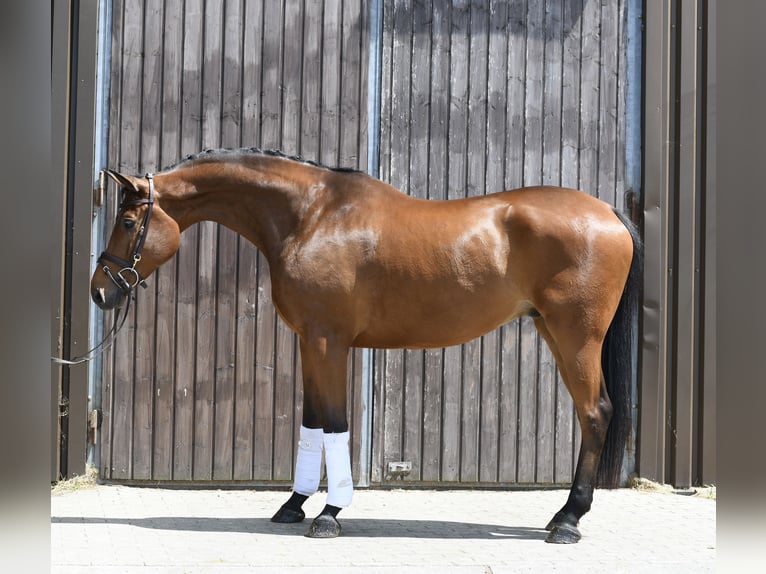 Trakehner Wallach 6 Jahre 167 cm Brauner in Geilenkirchen