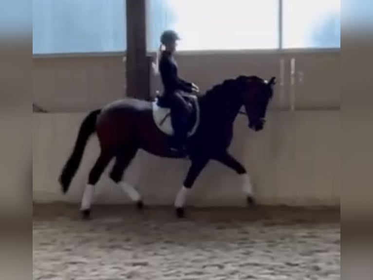Trakehner Wallach 6 Jahre 167 cm Brauner in Gundelfingen