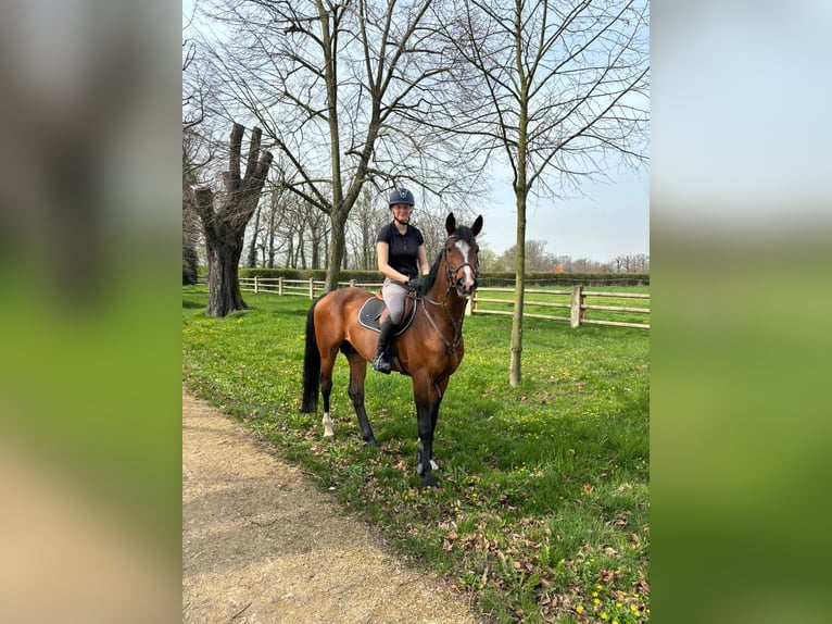 Trakehner Wallach 6 Jahre 167 cm Brauner in Pritzwalk