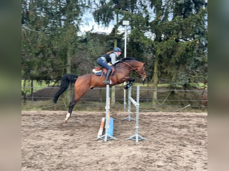 Trakehner Wallach 6 Jahre 167 cm Brauner in Pritzwalk