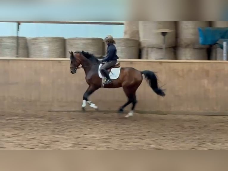 Trakehner Wallach 6 Jahre 167 cm Brauner in Pritzwalk
