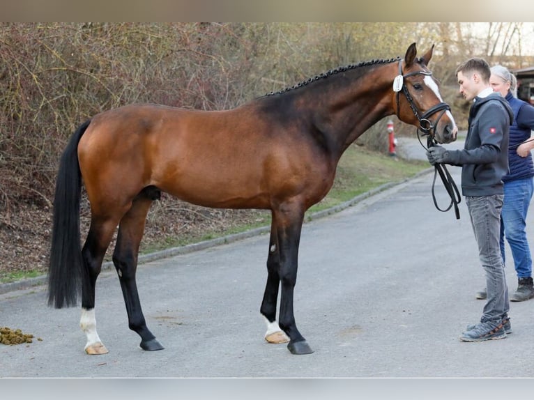 Trakehner Wallach 6 Jahre 167 cm Brauner in Pritzwalk