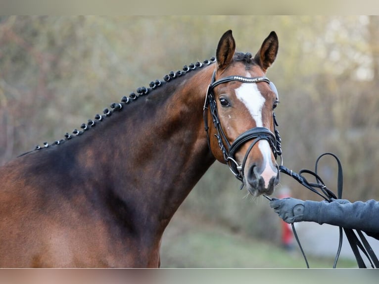 Trakehner Wallach 6 Jahre 167 cm Brauner in Pritzwalk