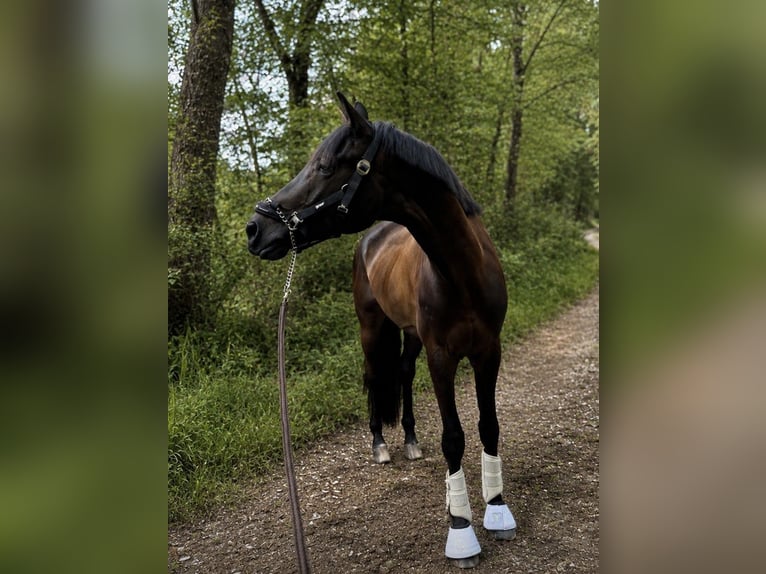 Trakehner Wallach 6 Jahre 167 cm Dunkelbrauner in Fritzens