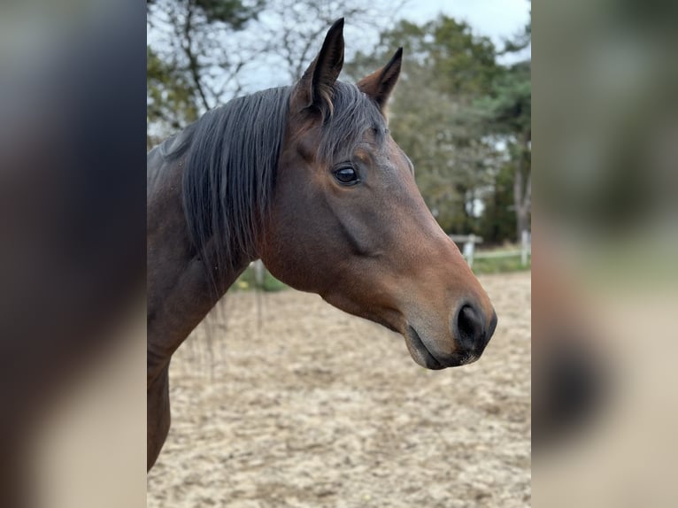 Trakehner Wallach 6 Jahre 168 cm Brauner in Mücke