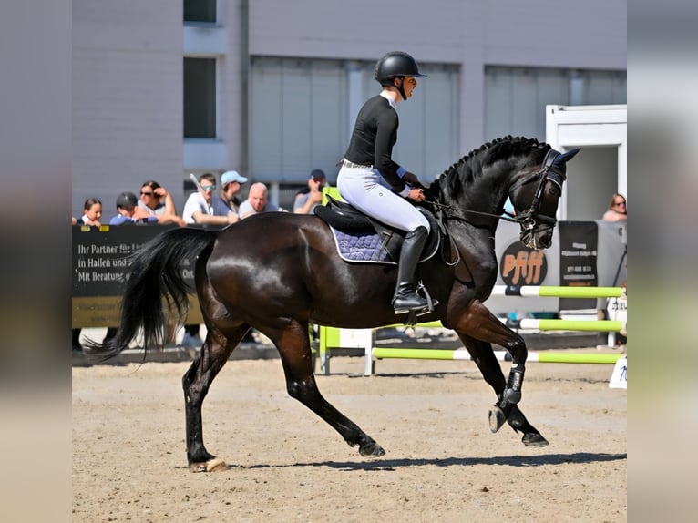 Trakehner Wallach 6 Jahre 168 cm Dunkelbrauner in Sulgen