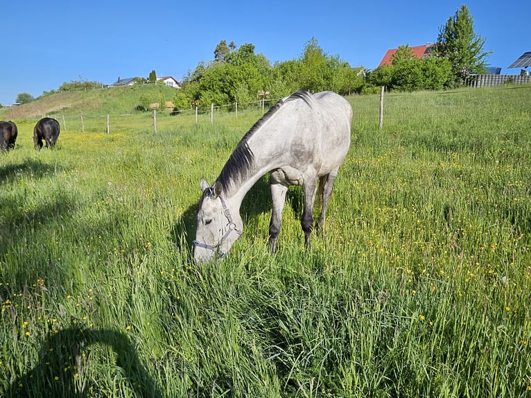 Trakehner Wallach 6 Jahre 169 cm Apfelschimmel in Ellwangen (Jagst)