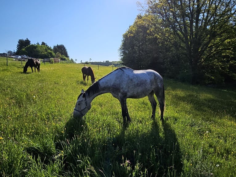 Trakehner Wallach 6 Jahre 169 cm Apfelschimmel in Ellwangen (Jagst)