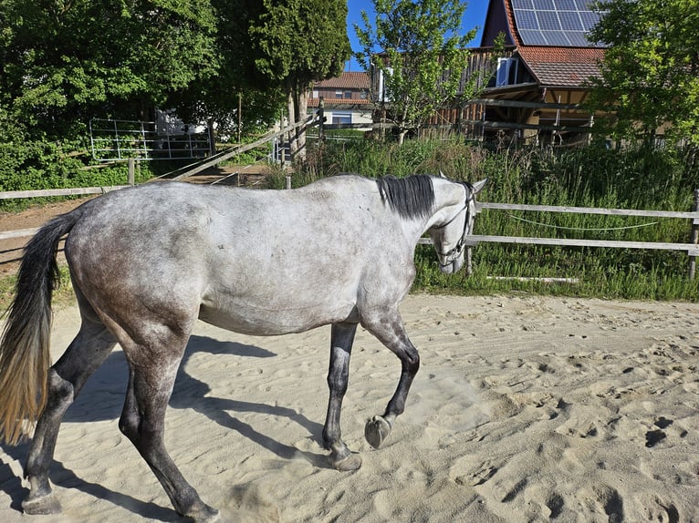 Trakehner Wallach 6 Jahre 169 cm Apfelschimmel in Ellwangen (Jagst)