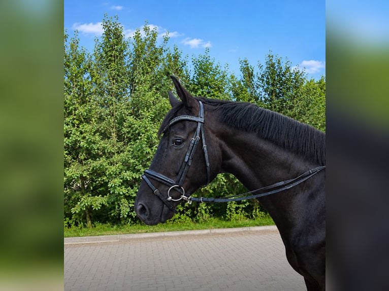 Trakehner Wallach 6 Jahre 169 cm Rappe in Eiselfing
