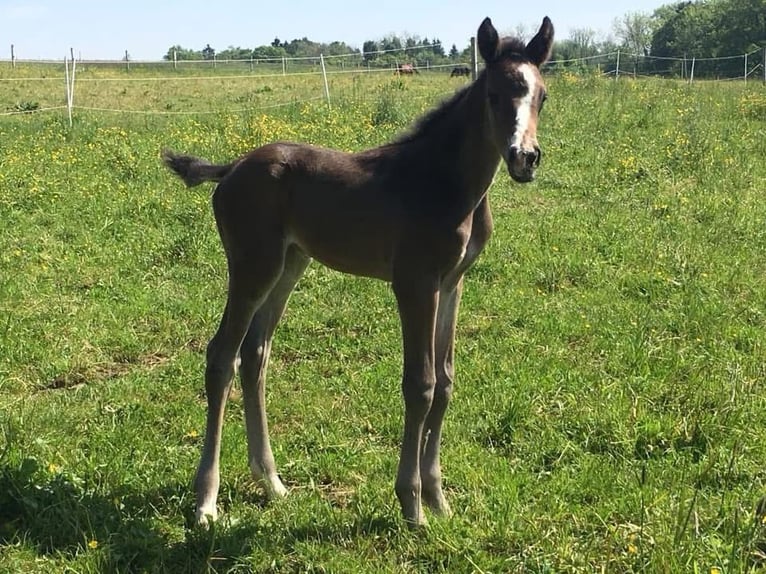 Trakehner Wallach 6 Jahre 170 cm Brauner in Neukirch an der Thur