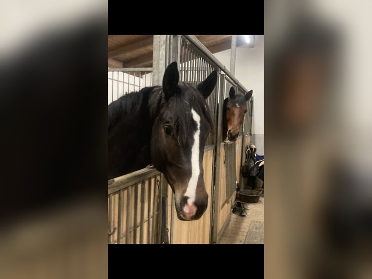 Trakehner Wallach 6 Jahre 170 cm Brauner in Neukirch an der Thur