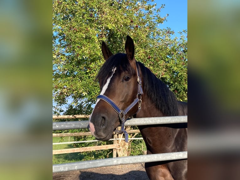 Trakehner Wallach 6 Jahre 170 cm Brauner in Neukirch an der Thur