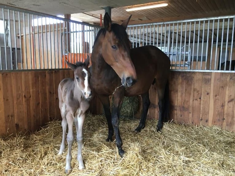 Trakehner Wallach 6 Jahre 170 cm Brauner in Neukirch an der Thur