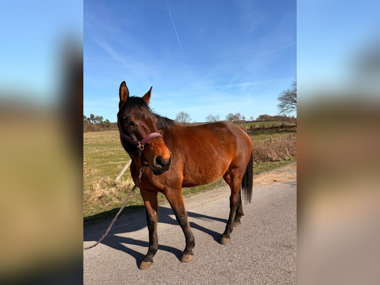 Trakehner Wallach 6 Jahre 170 cm Dunkelbrauner in Flensburg