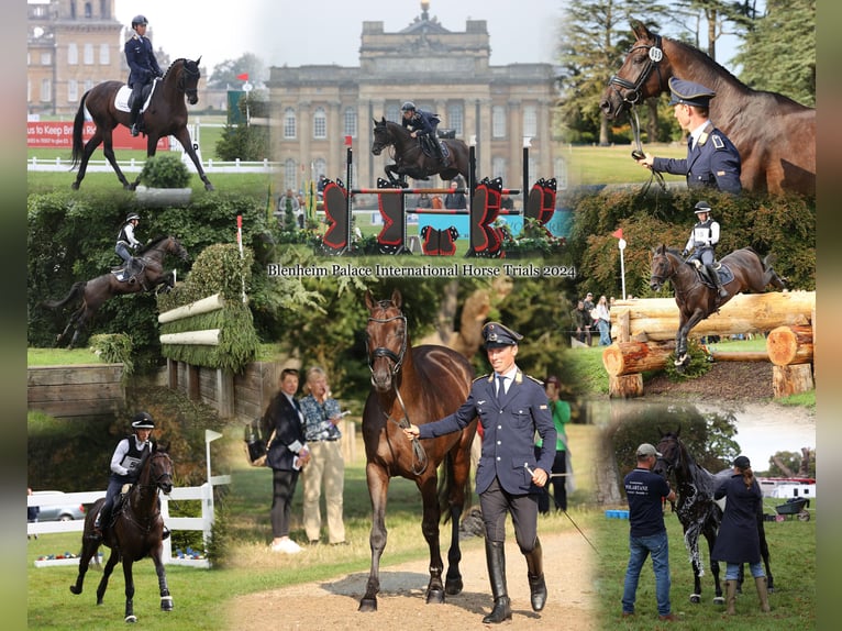 Trakehner Wallach 6 Jahre 171 cm Dunkelbrauner in Warendorf