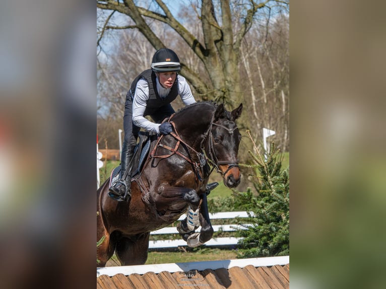 Trakehner Wallach 6 Jahre 171 cm Dunkelbrauner in Warendorf