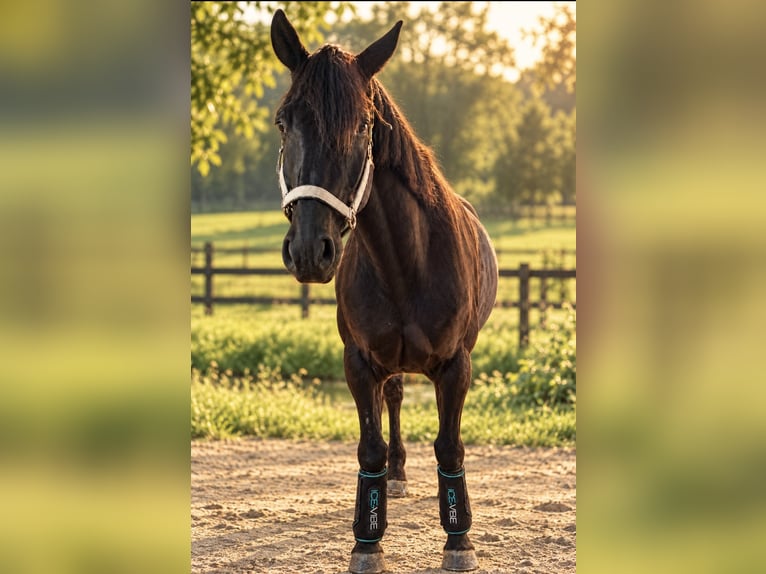 Trakehner Wallach 6 Jahre 171 cm Rappe in Simbach am Inn