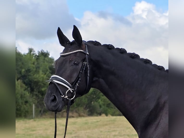 Trakehner Wallach 6 Jahre 172 cm Schwarzbrauner in Cremlingen