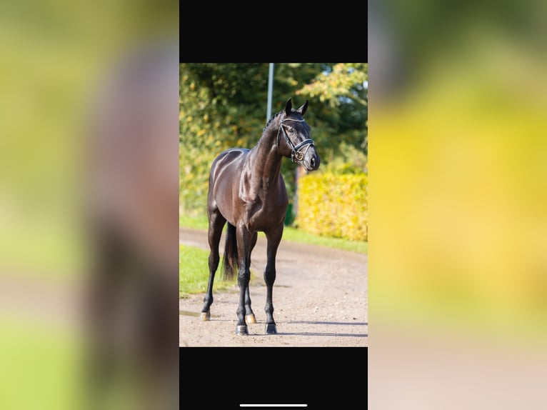 Trakehner Wallach 6 Jahre 173 cm Rappe in Helsinki