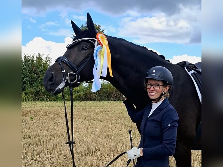 Trakehner Wallach 6 Jahre 174 cm Schwarzbrauner in Emmerthal