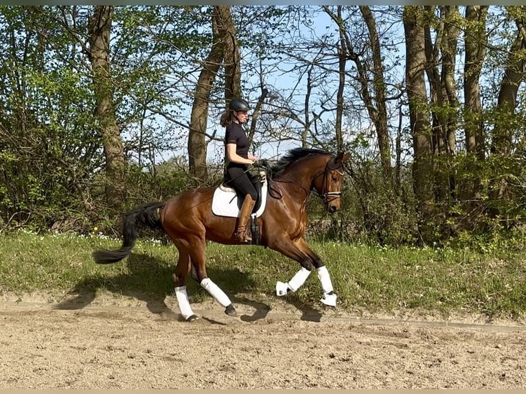 Trakehner Wallach 6 Jahre 175 cm Brauner in Padenstedt