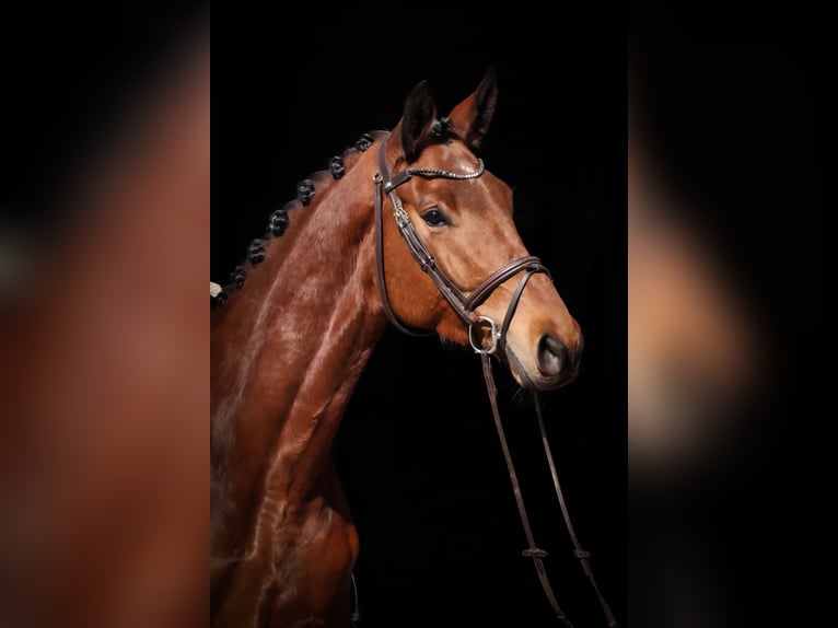 Trakehner Wallach 6 Jahre 177 cm Brauner in Roßdorf