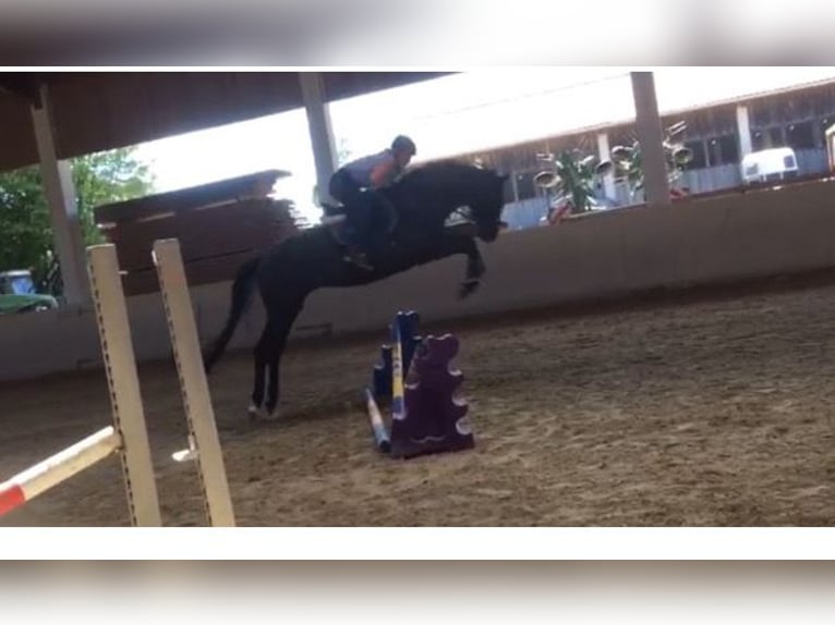 Trakehner Wallach 6 Jahre 178 cm Rappe in Tacherting