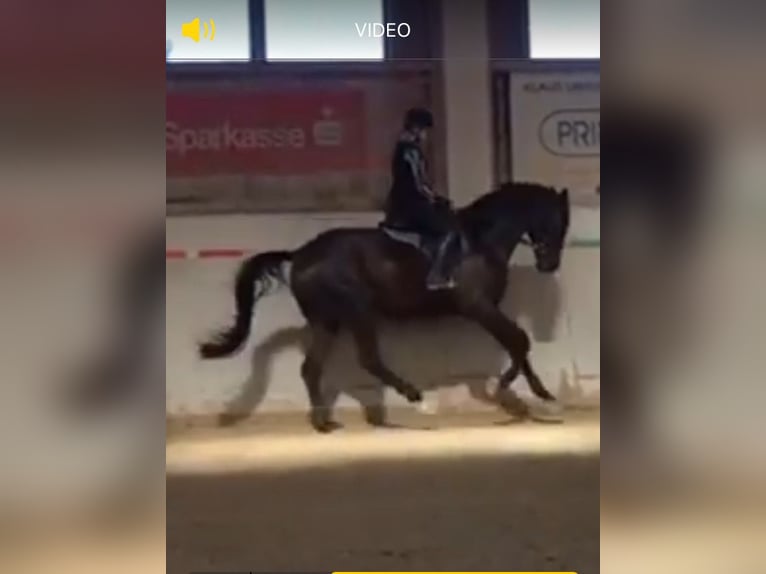 Trakehner Wallach 6 Jahre 178 cm Rappe in Tacherting
