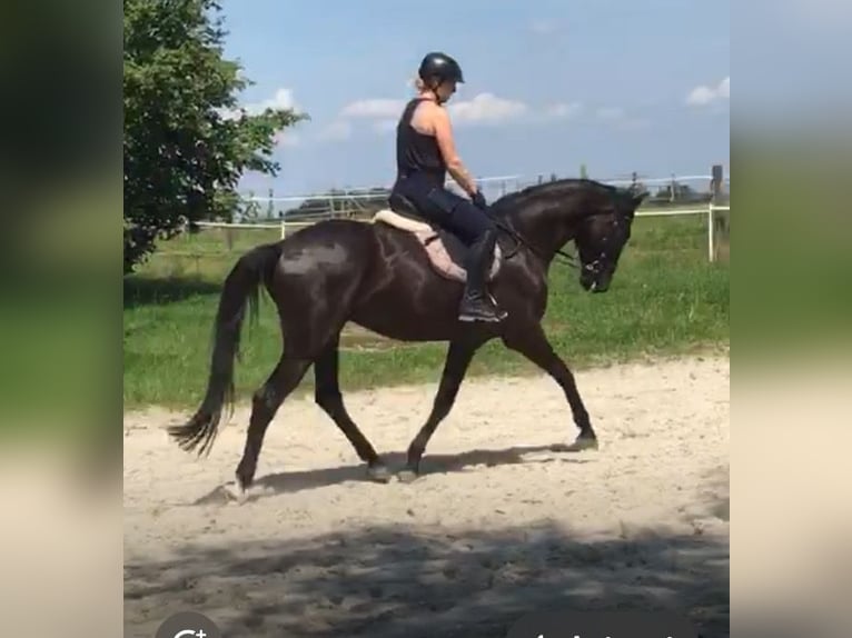 Trakehner Wallach 6 Jahre 178 cm Rappe in Tacherting