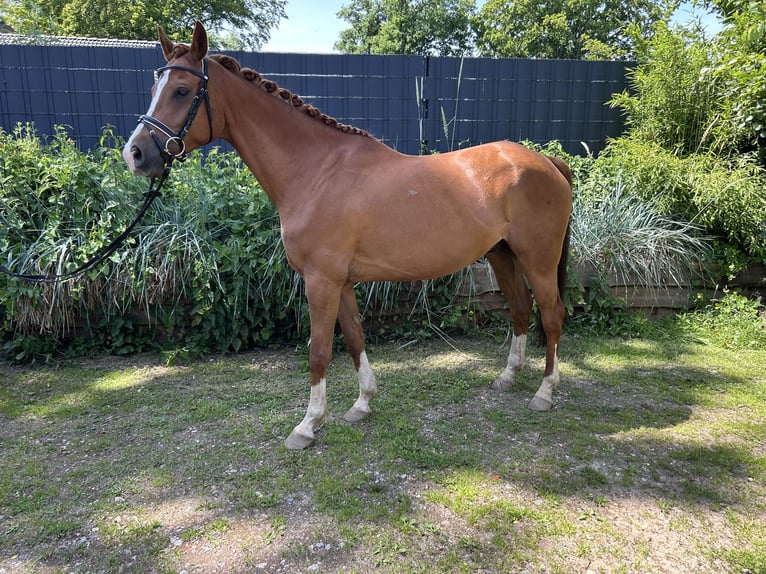 Trakehner Wallach 7 Jahre 160 cm Fuchs in Arpsdorf