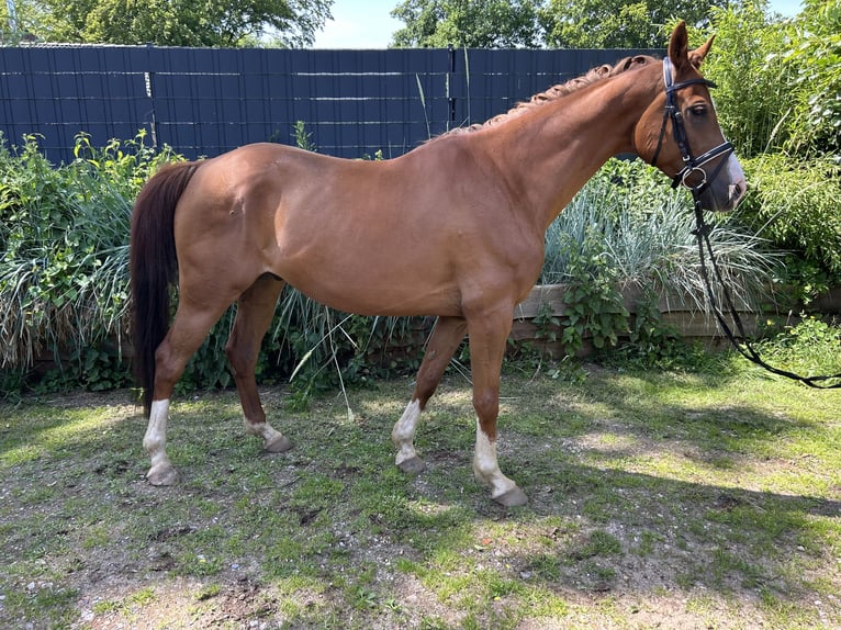Trakehner Wallach 7 Jahre 160 cm Fuchs in Arpsdorf