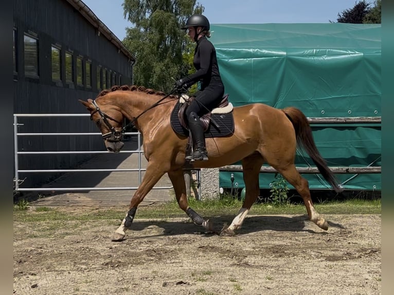 Trakehner Wallach 7 Jahre 160 cm Fuchs in Arpsdorf