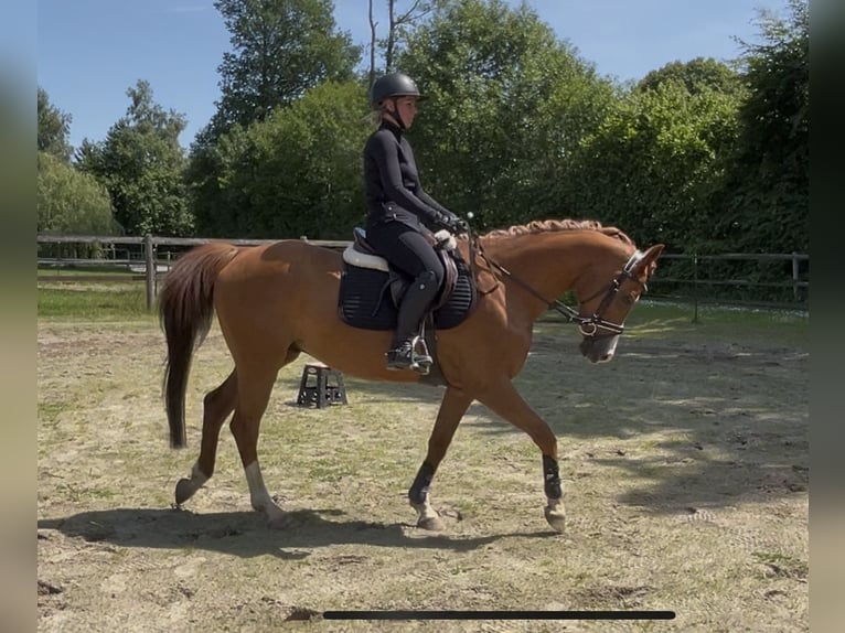 Trakehner Wallach 7 Jahre 160 cm Fuchs in Arpsdorf