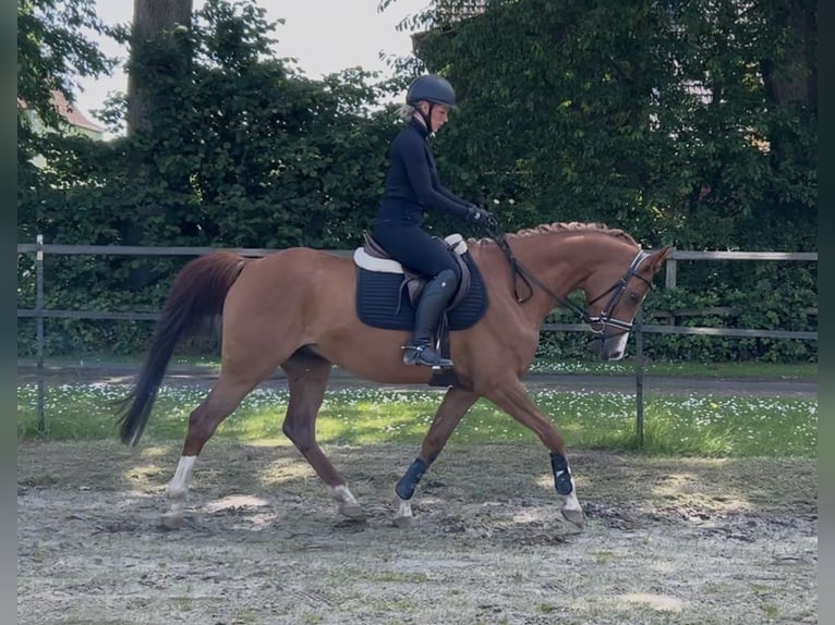 Trakehner Wallach 7 Jahre 160 cm Fuchs in Arpsdorf