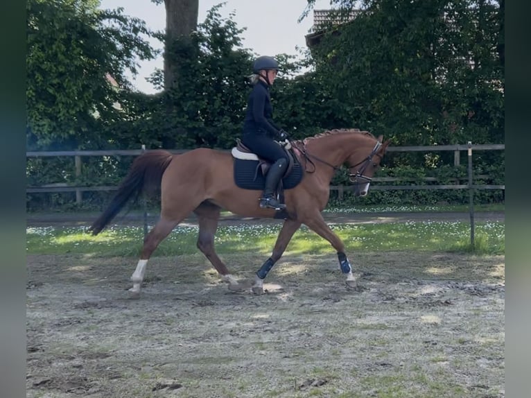 Trakehner Wallach 7 Jahre 160 cm Fuchs in Arpsdorf